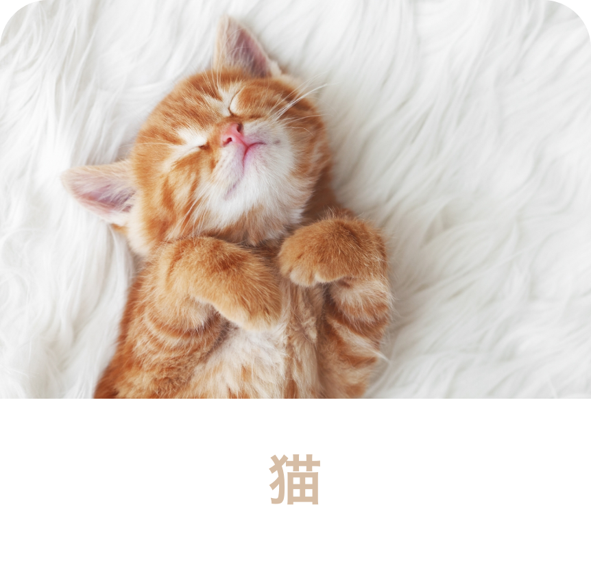 猫