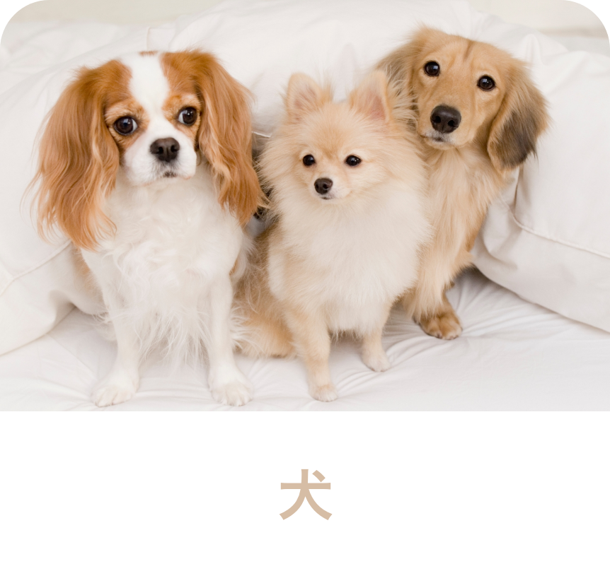 犬