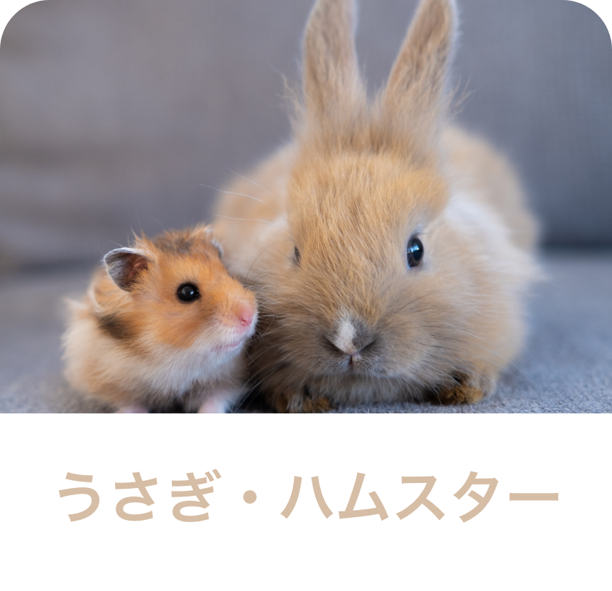 うさぎ・ハムスター